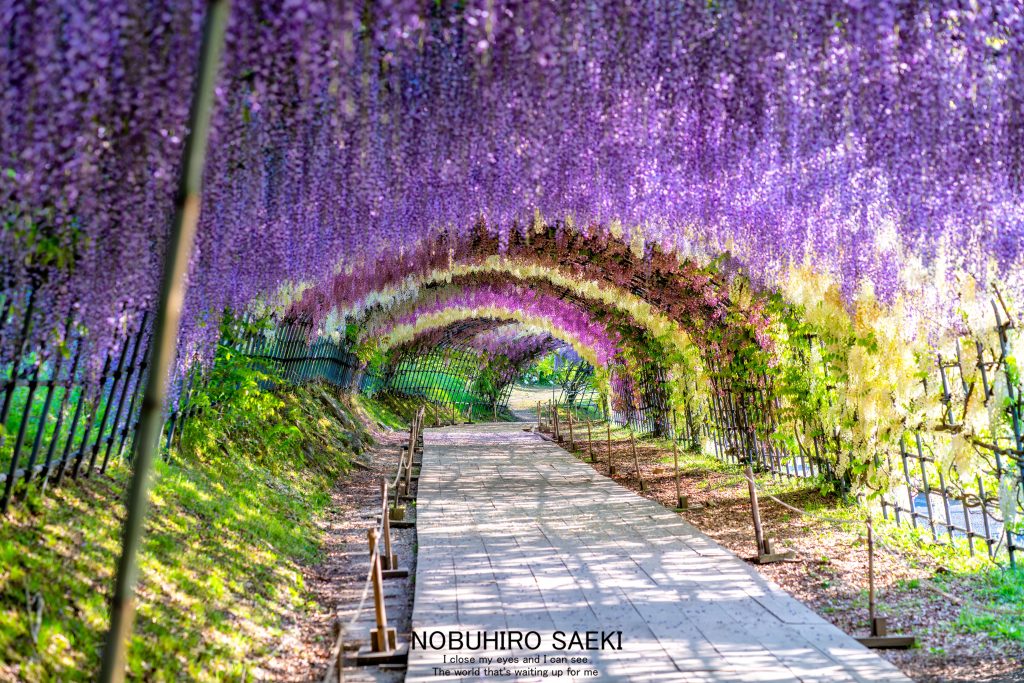 福岡が世界に誇る絶景 河内藤園 脱サラリーマンがフリーのカメラマンになっちゃった