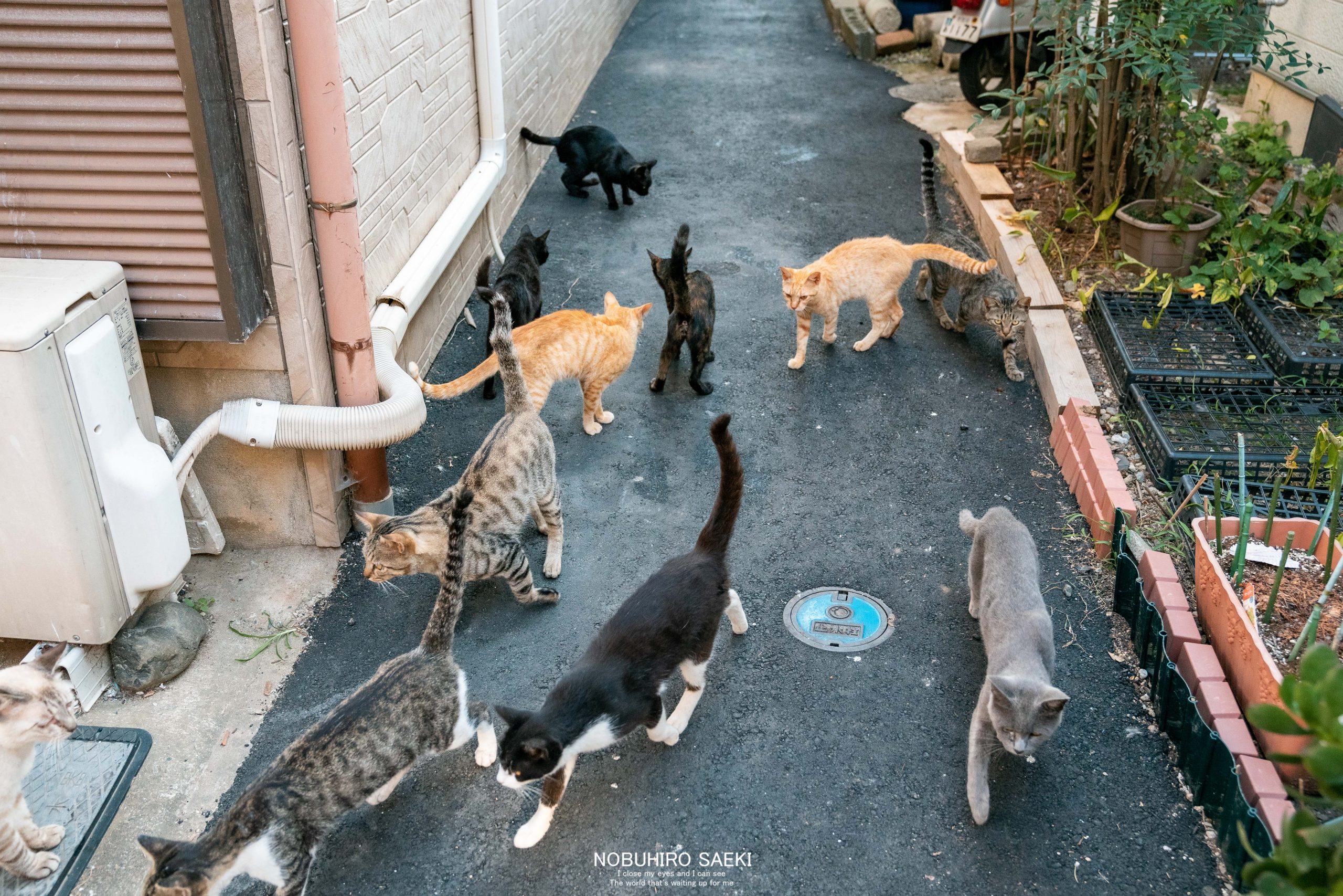 猫好き必見 福岡県の世界的な猫の楽園 相島大特集 後編 脱サラリーマンがフリーのカメラマンになっちゃった