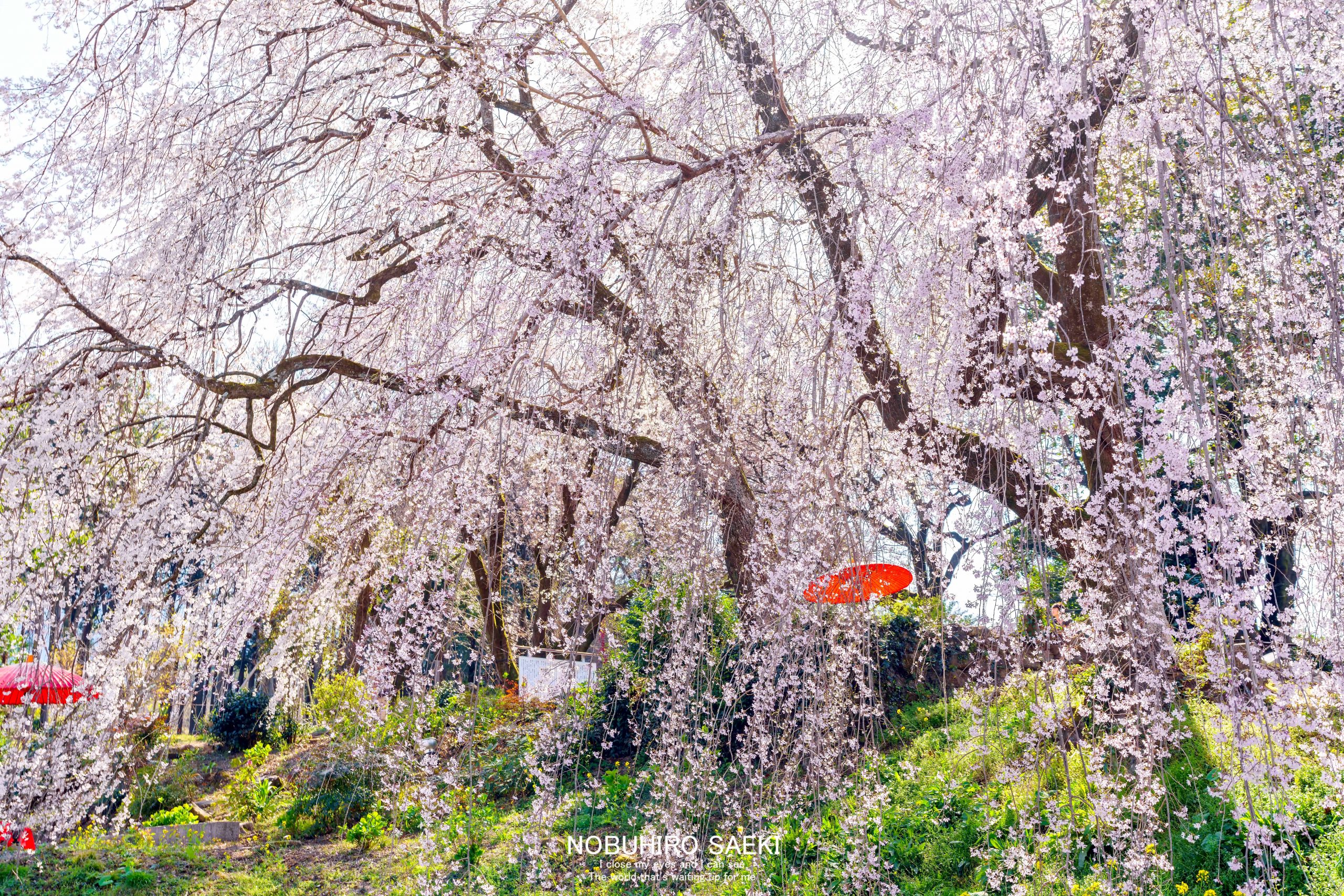 絶景 福岡県うきは市のしだれ桜 身延桜 脱サラリーマンがフリーのカメラマンになっちゃった